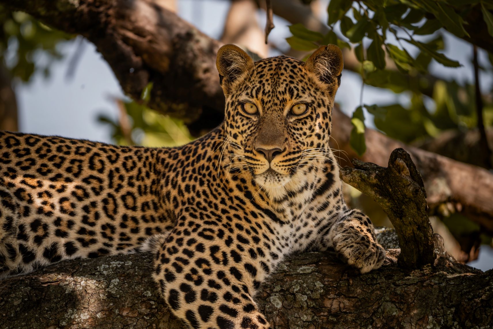 Leopard in a Tree