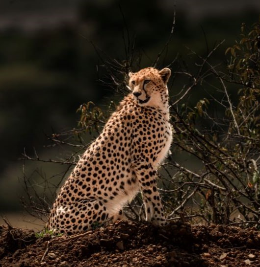 Cheetah