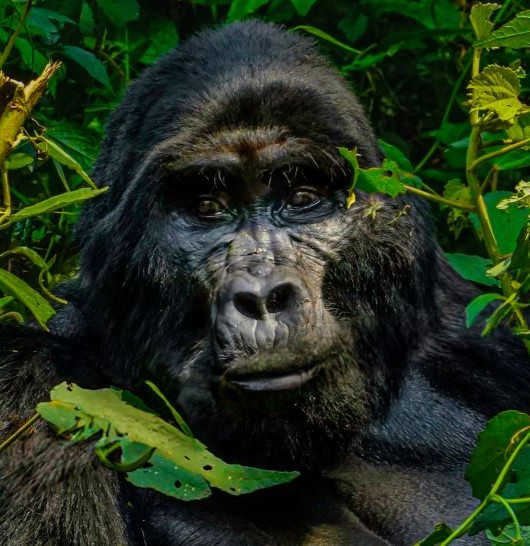 Gorilla