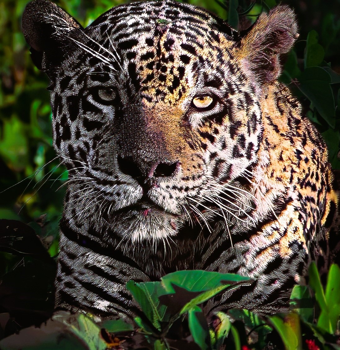 Jaguar