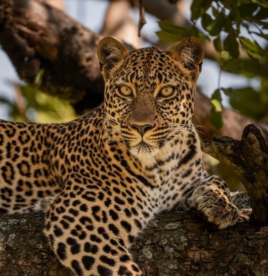 Leopard