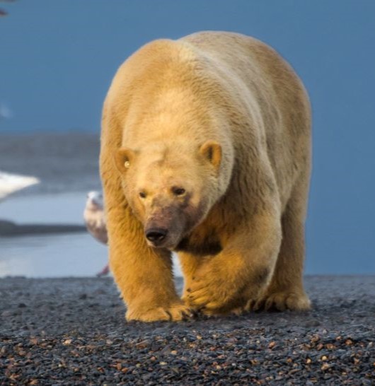Polar Bear
